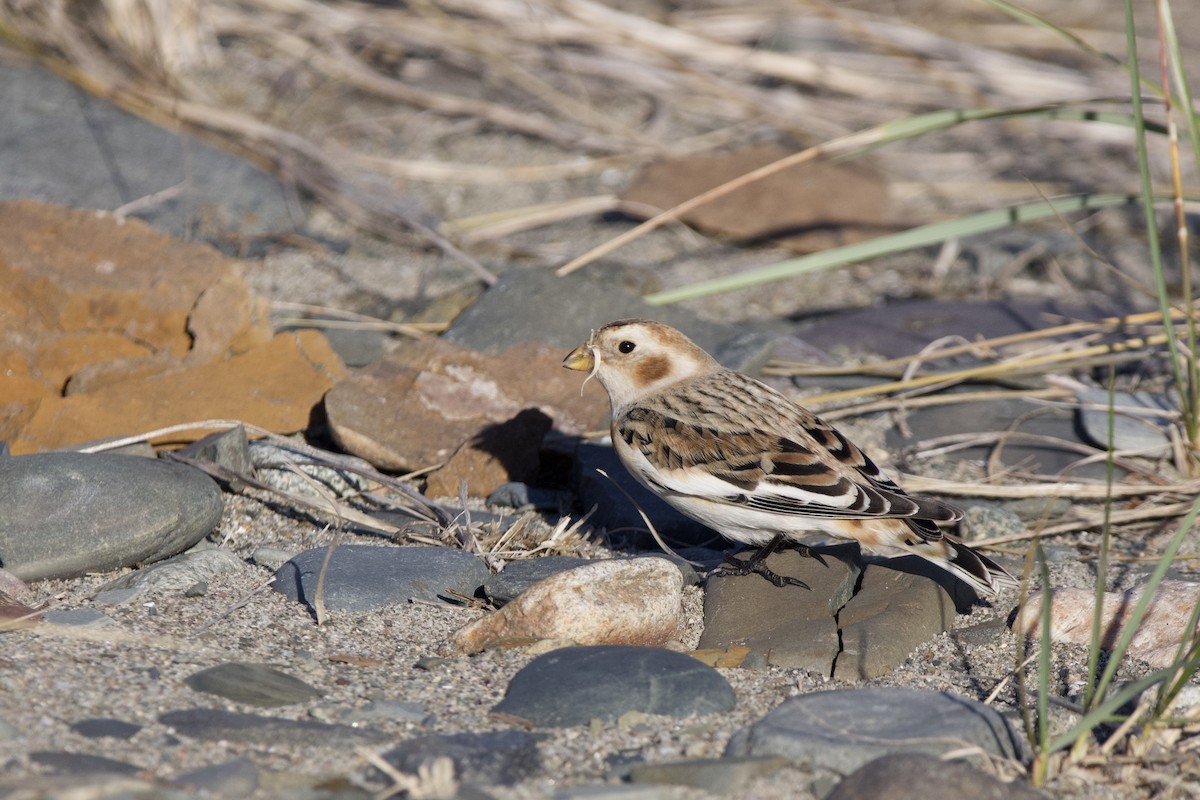 sněhule severní - ML645717883