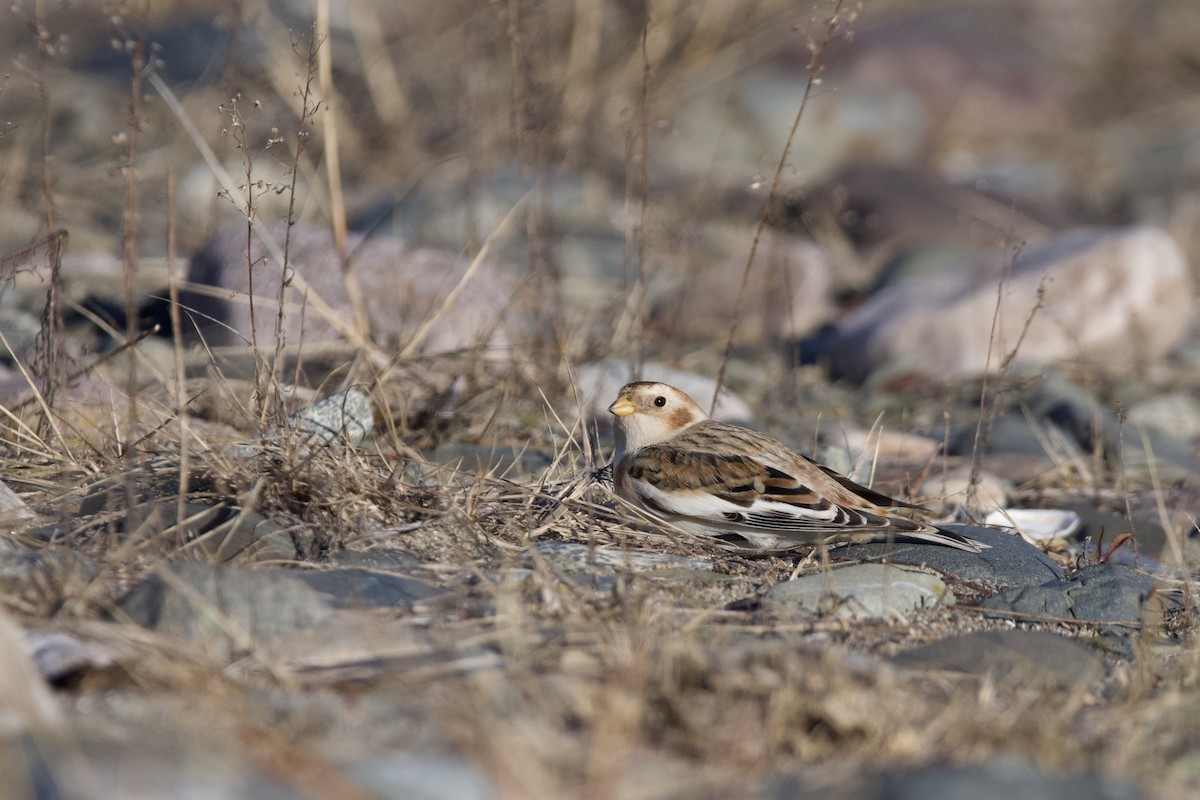 sněhule severní - ML645717884