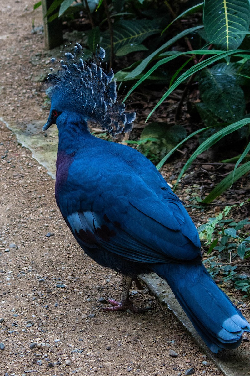 korunáč vějířový - ML645717885