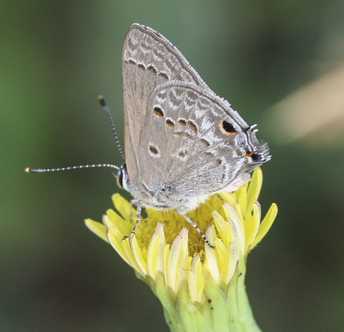 Mallow Scrub-Hairstreak - ML645717886