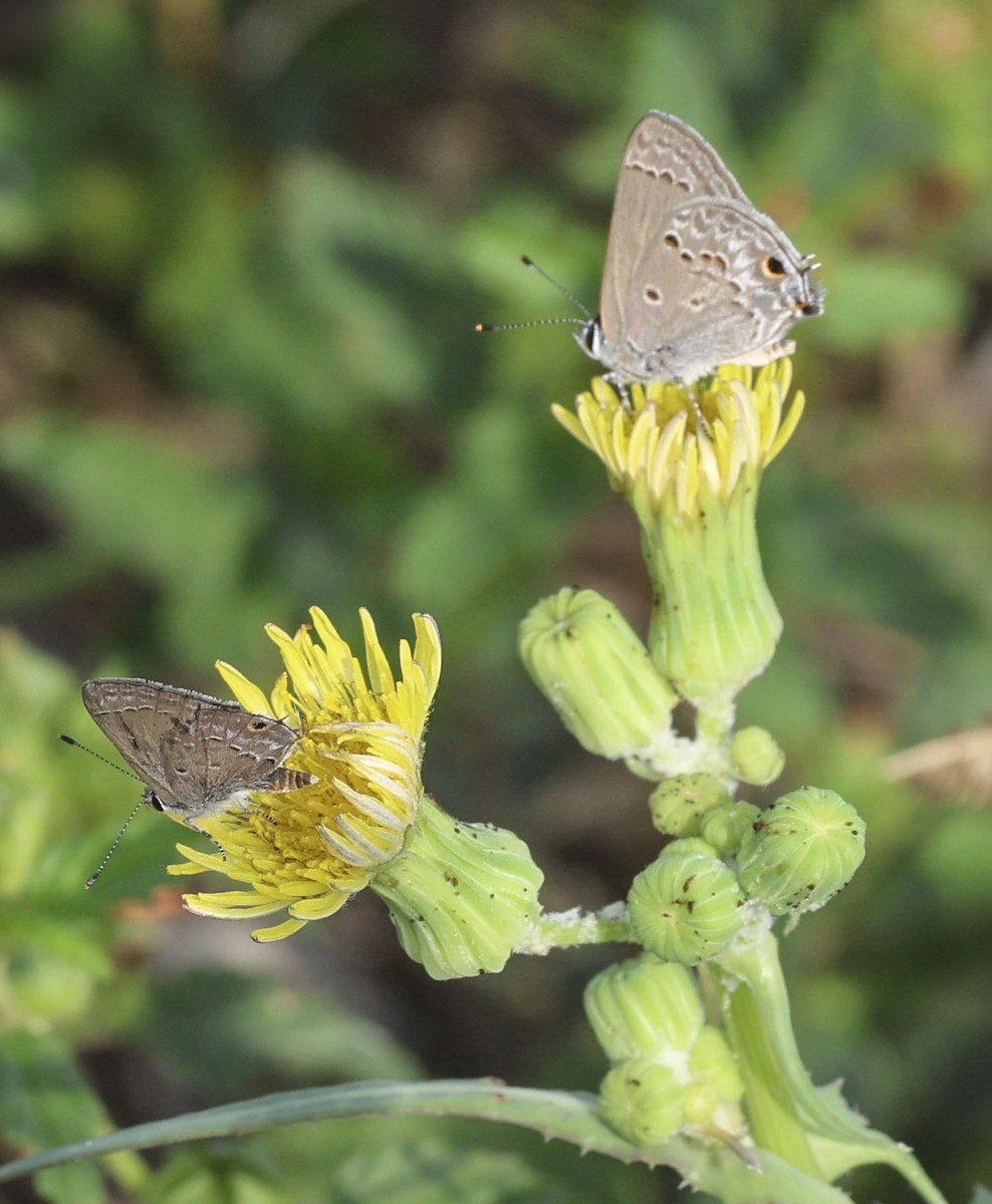 Mallow Scrub-Hairstreak - ML645717887