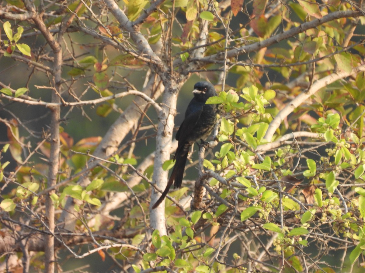 drongo černý - ML645717889