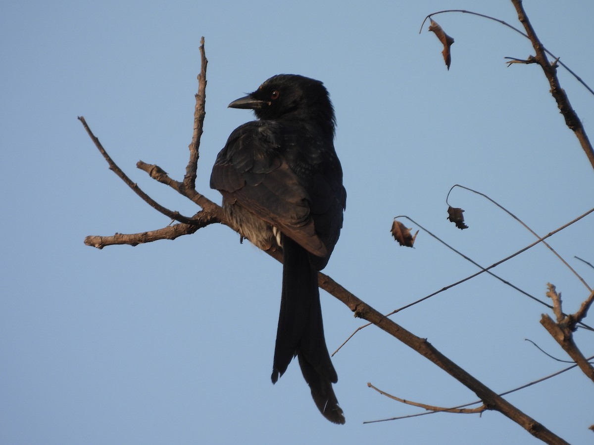 drongo černý - ML645717893