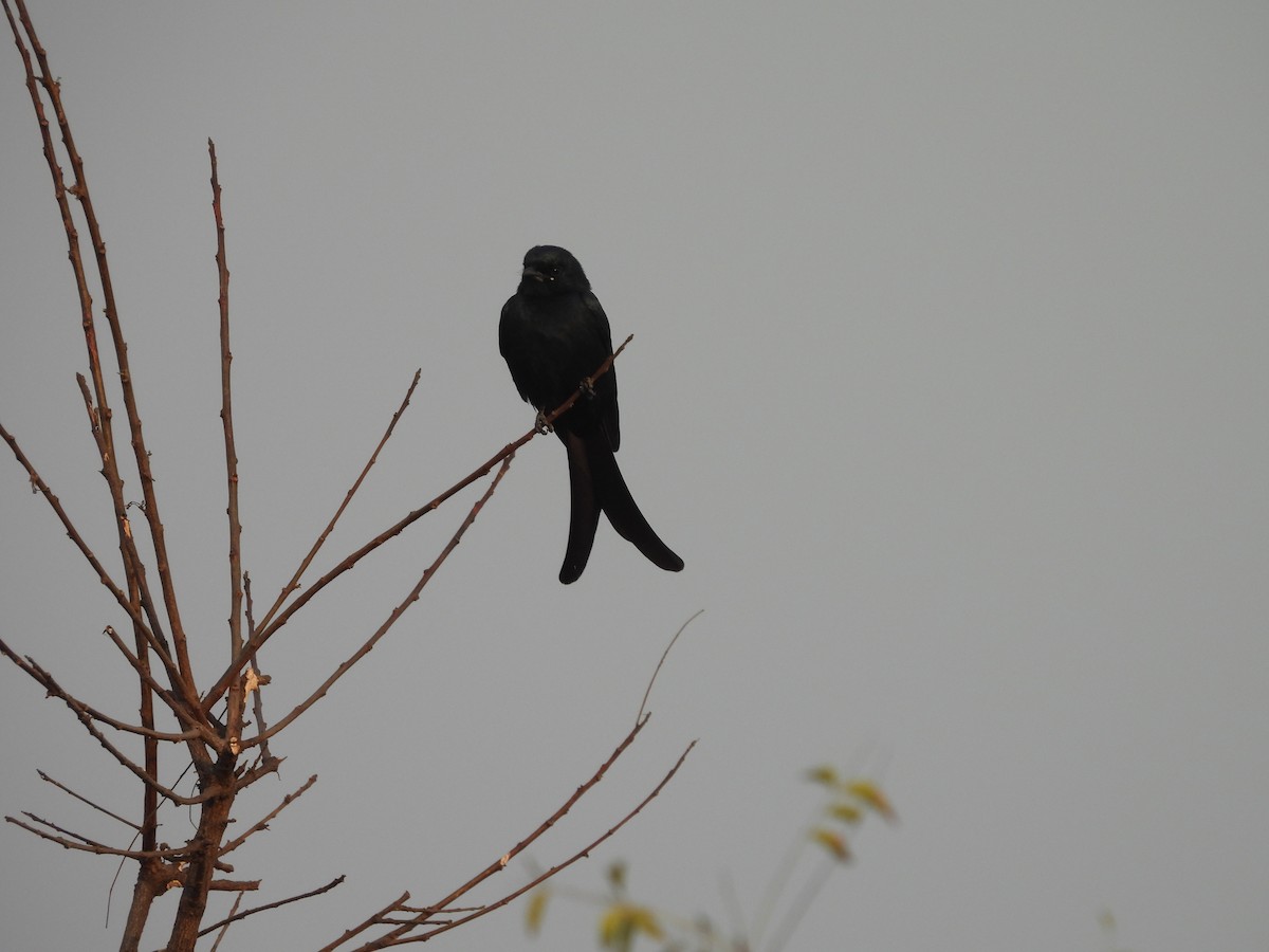 drongo černý - ML645717894