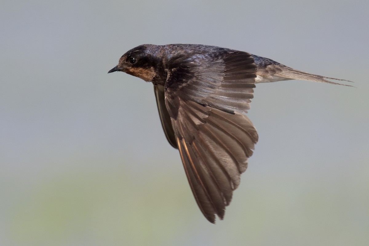 vlaštovka obecná - ML645717903