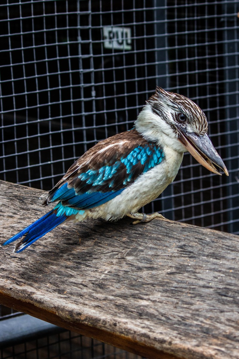 Cucaburra Aliazul - ML645717904