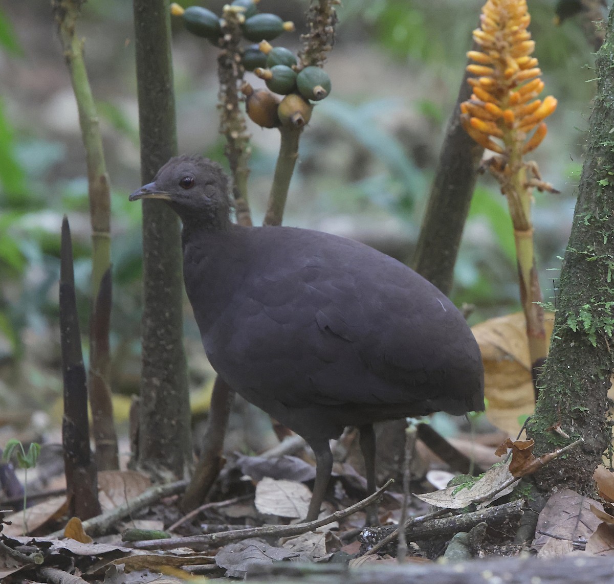 Karaca Tinamu - ML645717906