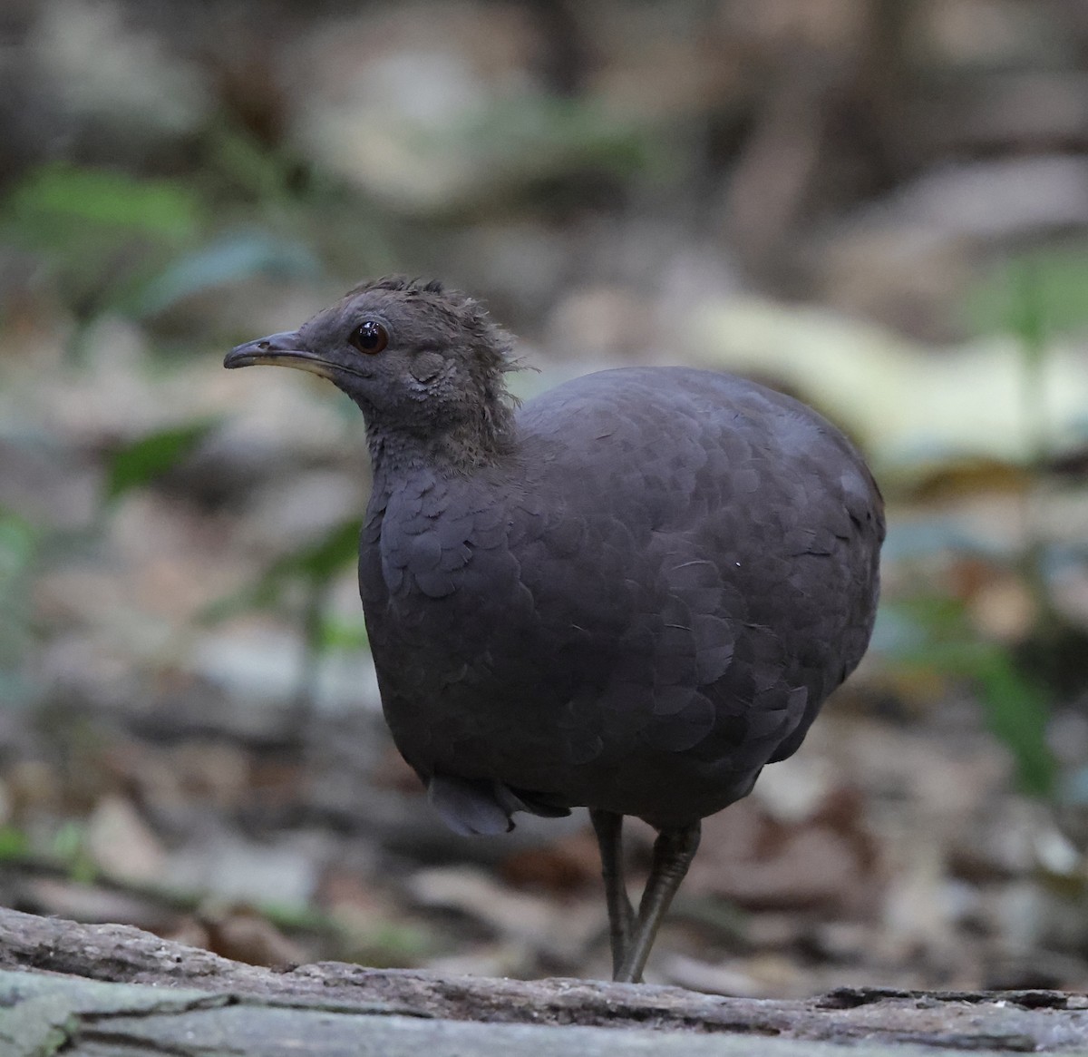 Karaca Tinamu - ML645717907