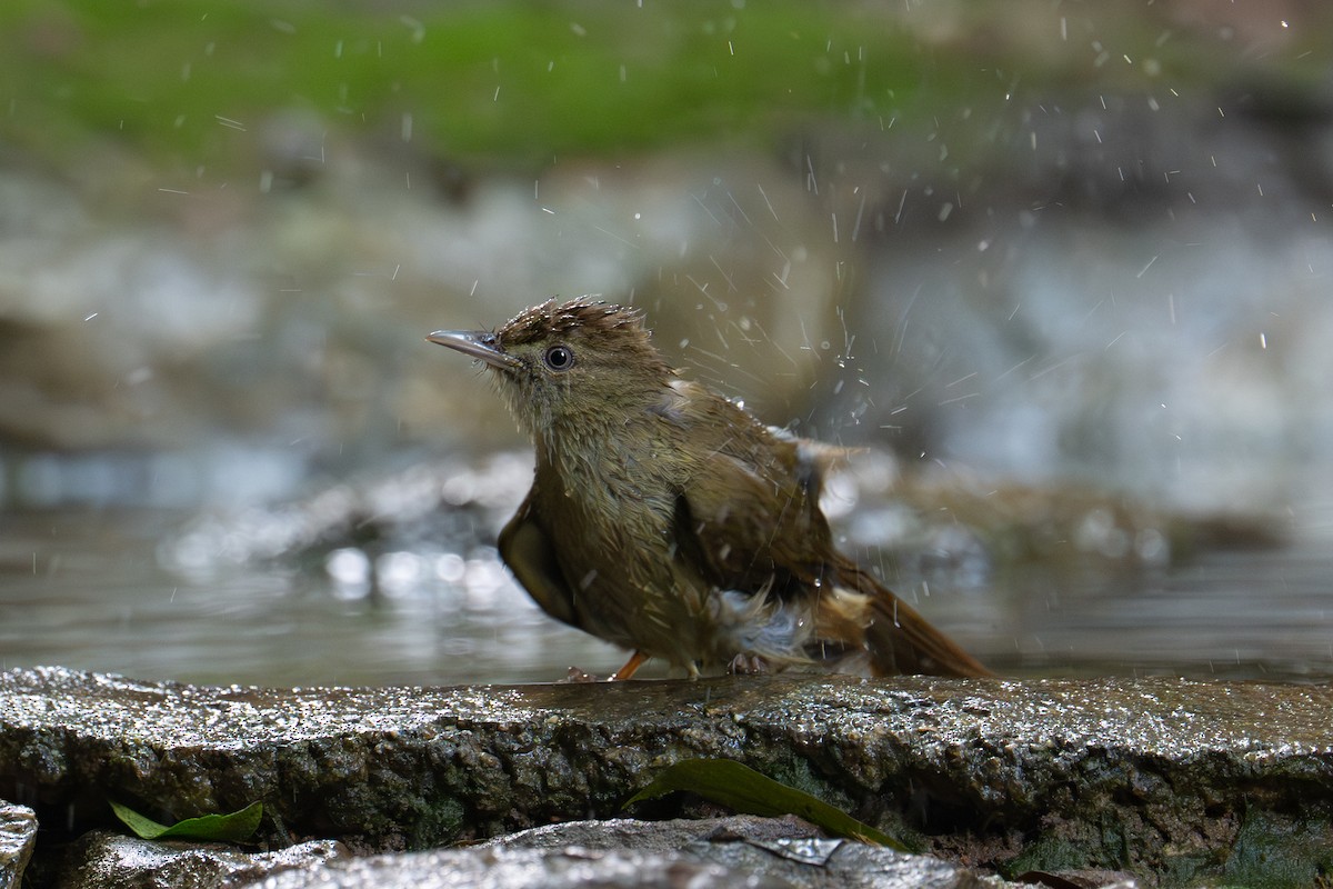 Olive Bulbul (Baker's) - ML645717916