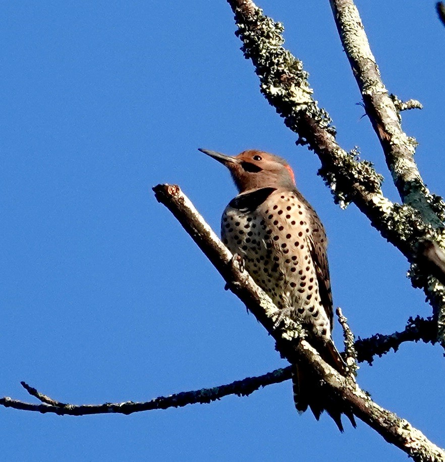 Northern Flicker - ML645717921