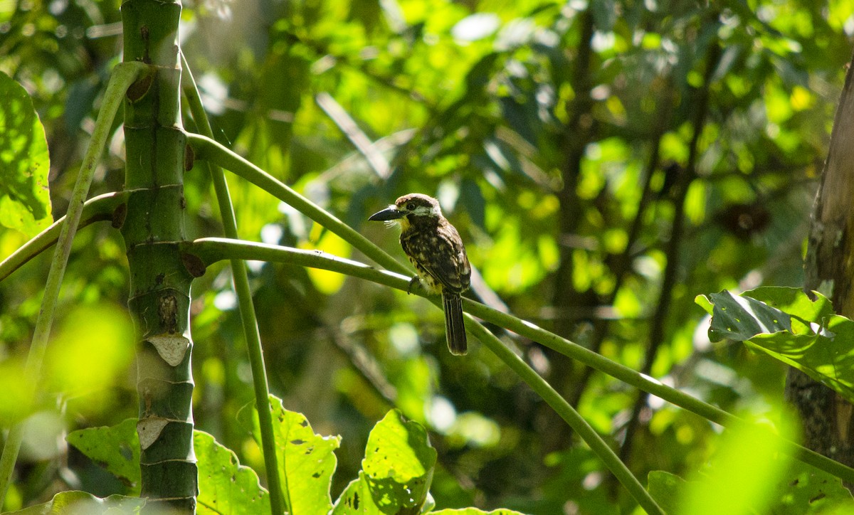 Two-banded Puffbird - ML645717923
