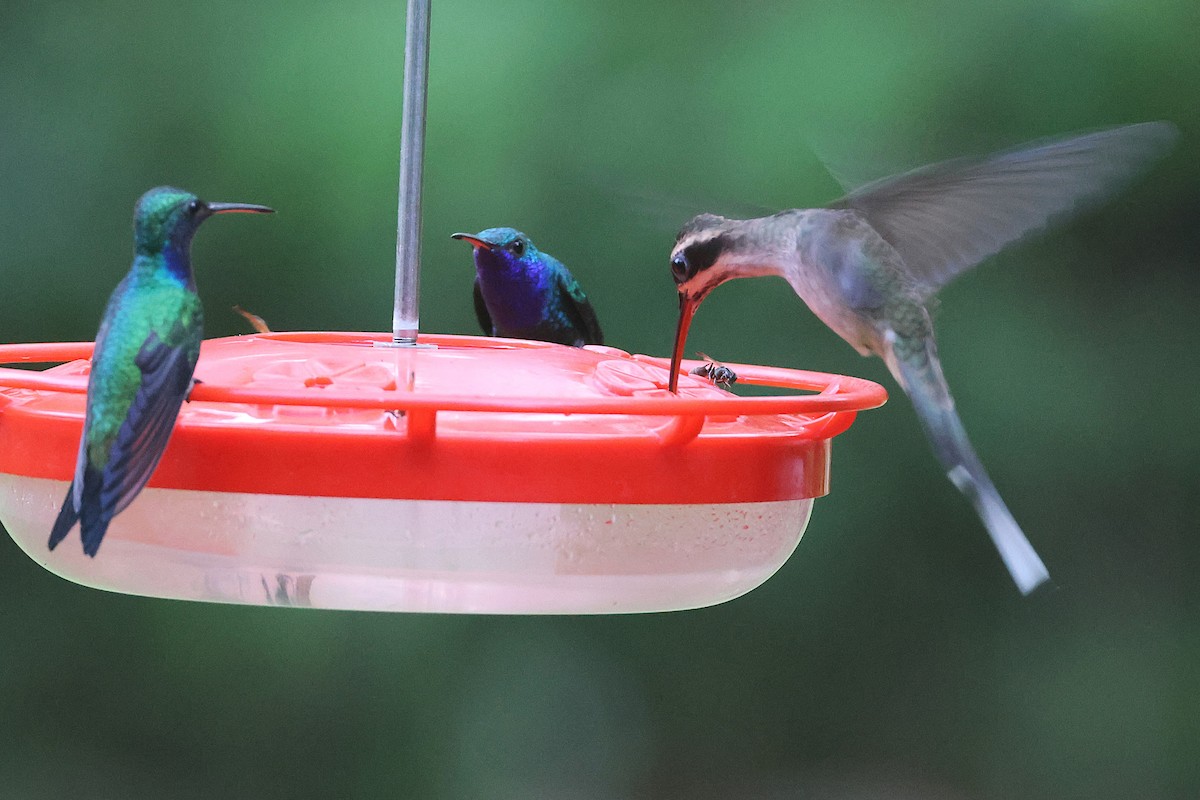 Ерміт світлочеревий - ML645717937