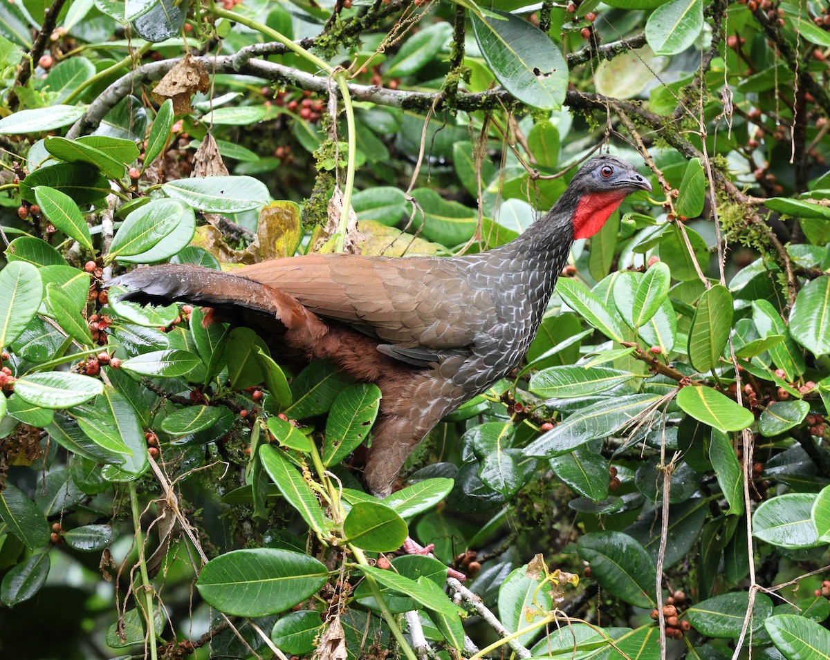 Pénélope du Cauca - ML645717942