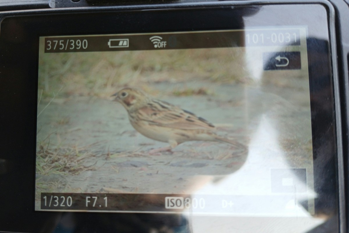 Chestnut-eared Bunting - ML645717943