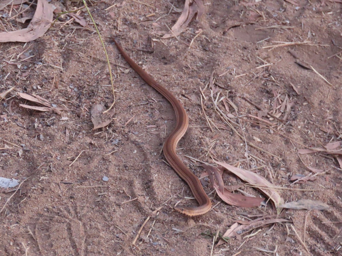 Reptiles - ML645717949