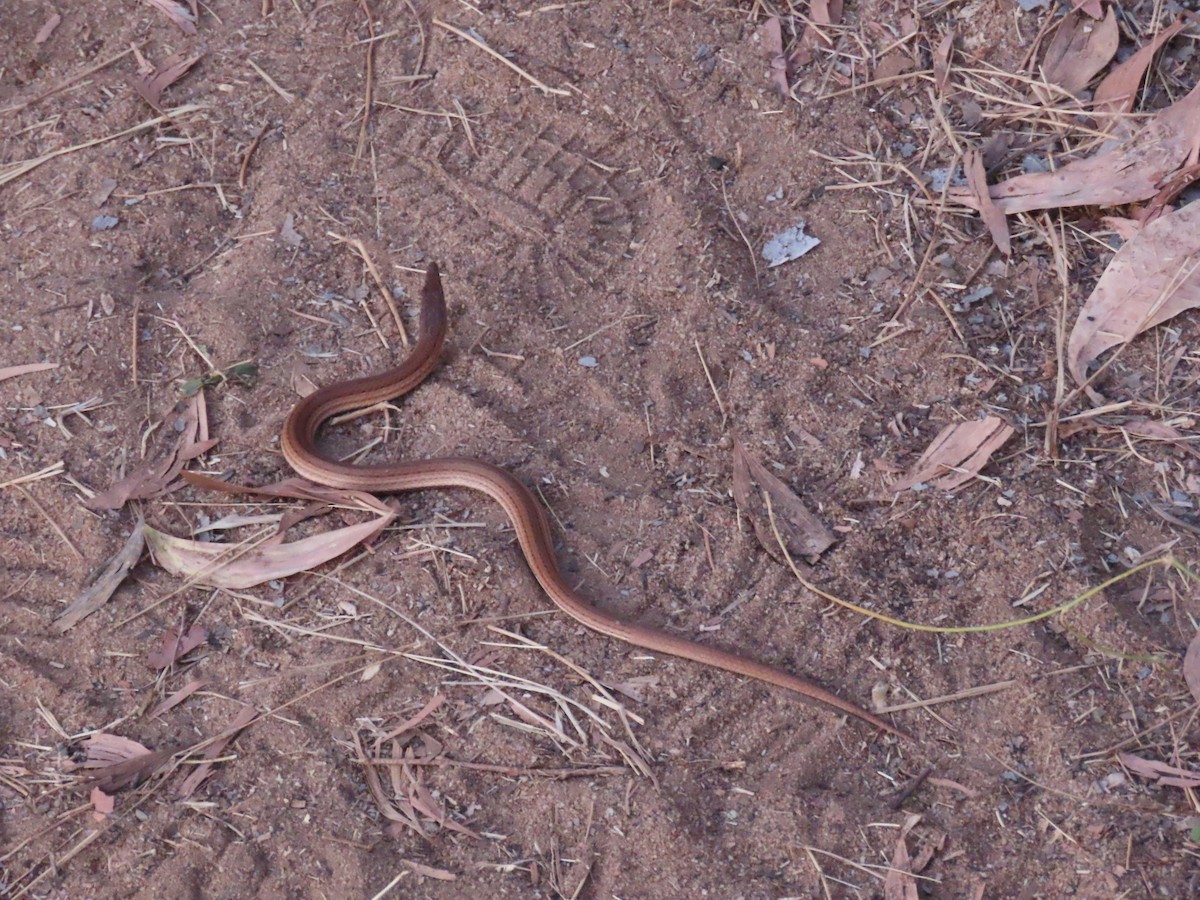 Reptiles - ML645717950