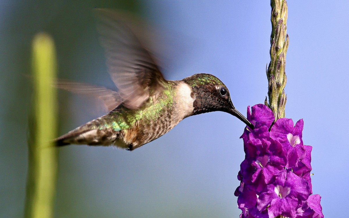 Ruby-throated Hummingbird - ML645717960