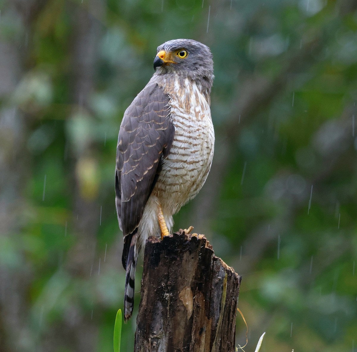 káně krahujová - ML645717975