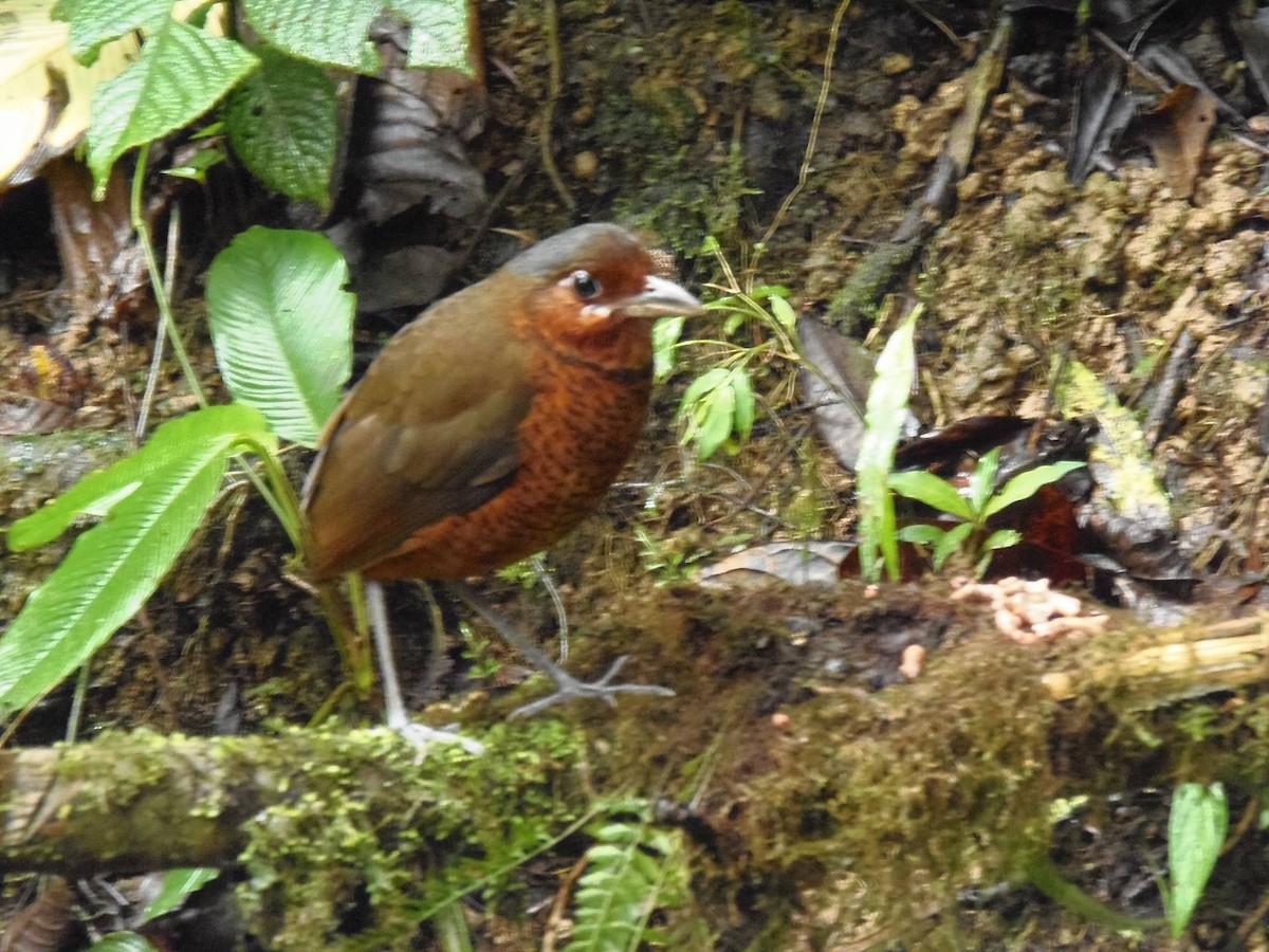 Giant Antpitta - ML645717982