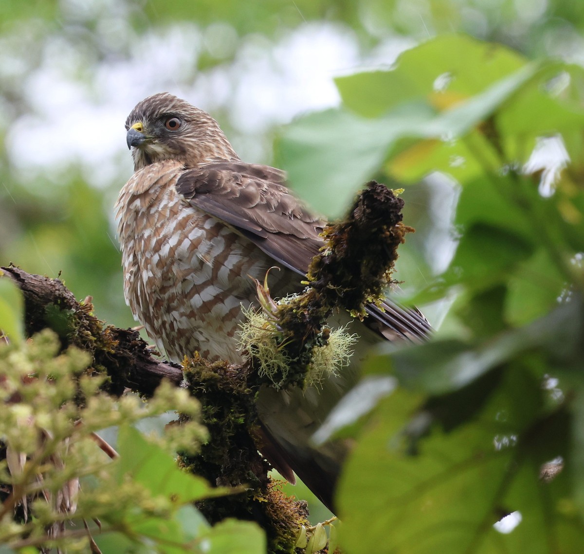 Broad-winged Hawk - ML645717989
