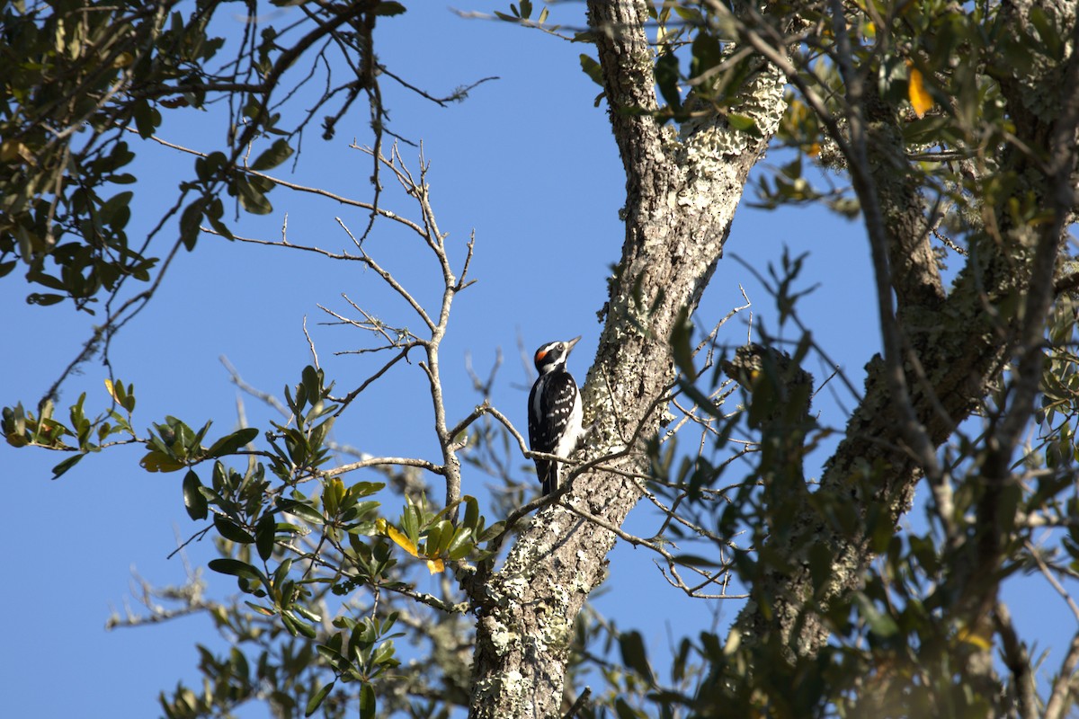 Downy/Hairy Woodpecker - ML645717990