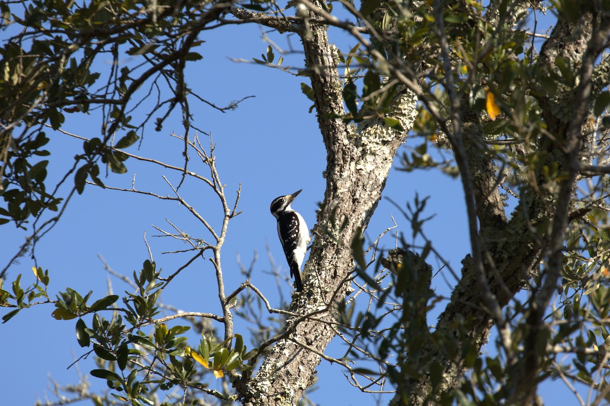 Downy/Hairy Woodpecker - ML645717991
