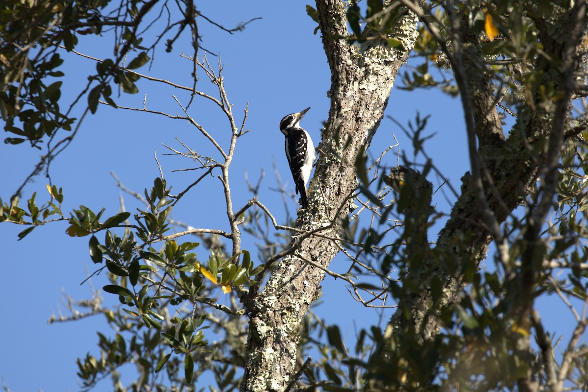 Downy/Hairy Woodpecker - ML645717993