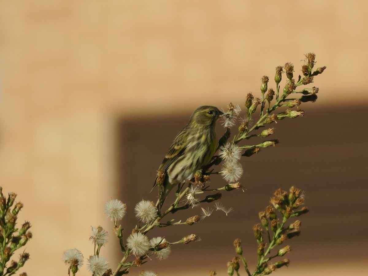 European Serin - ML645718003