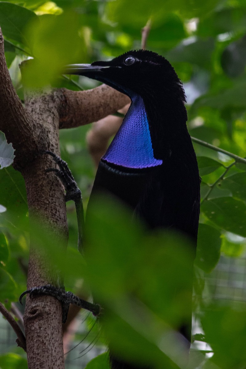 Lawes's Parotia - ML645718007