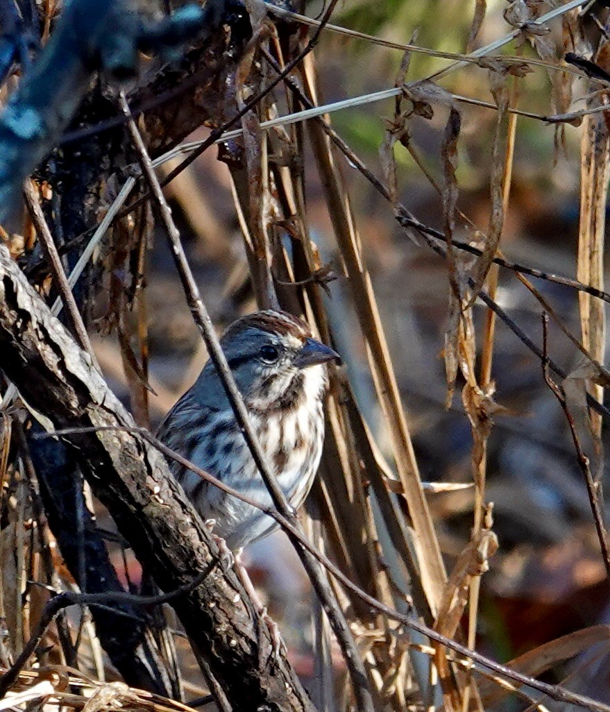 Song Sparrow - ML645718012