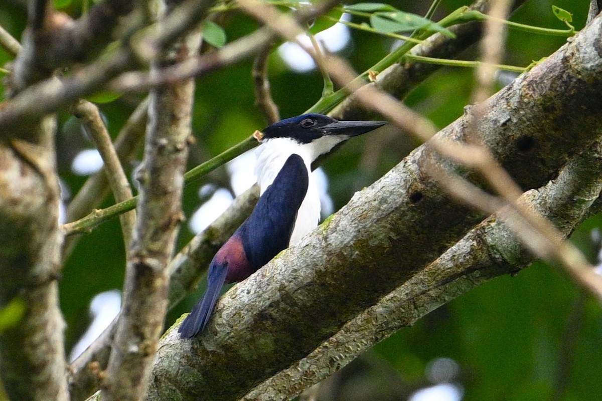 Alción Ultramar - ML645718022