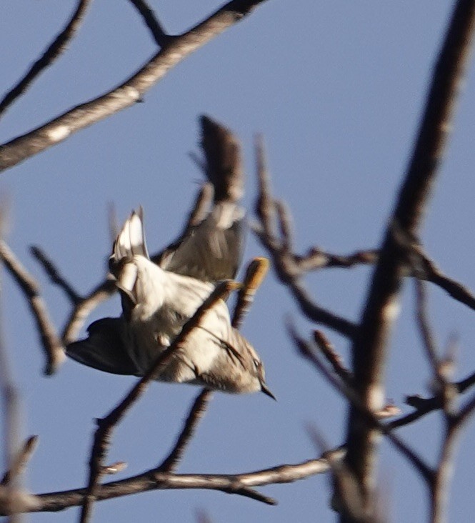 Yellow-rumped Warbler - ML645718031