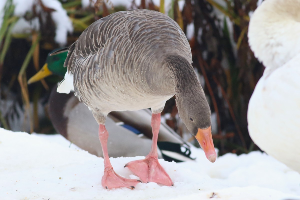 Graylag Goose - ML645718034