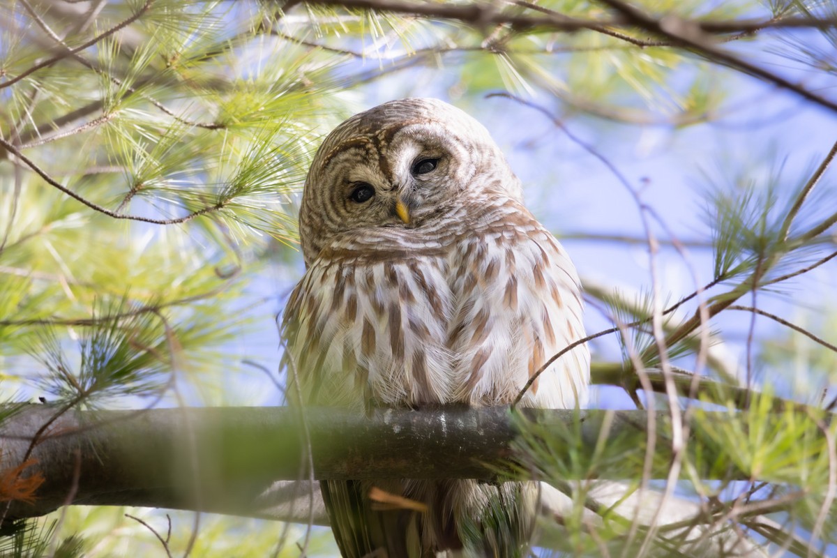 Barred Owl - ML645718039