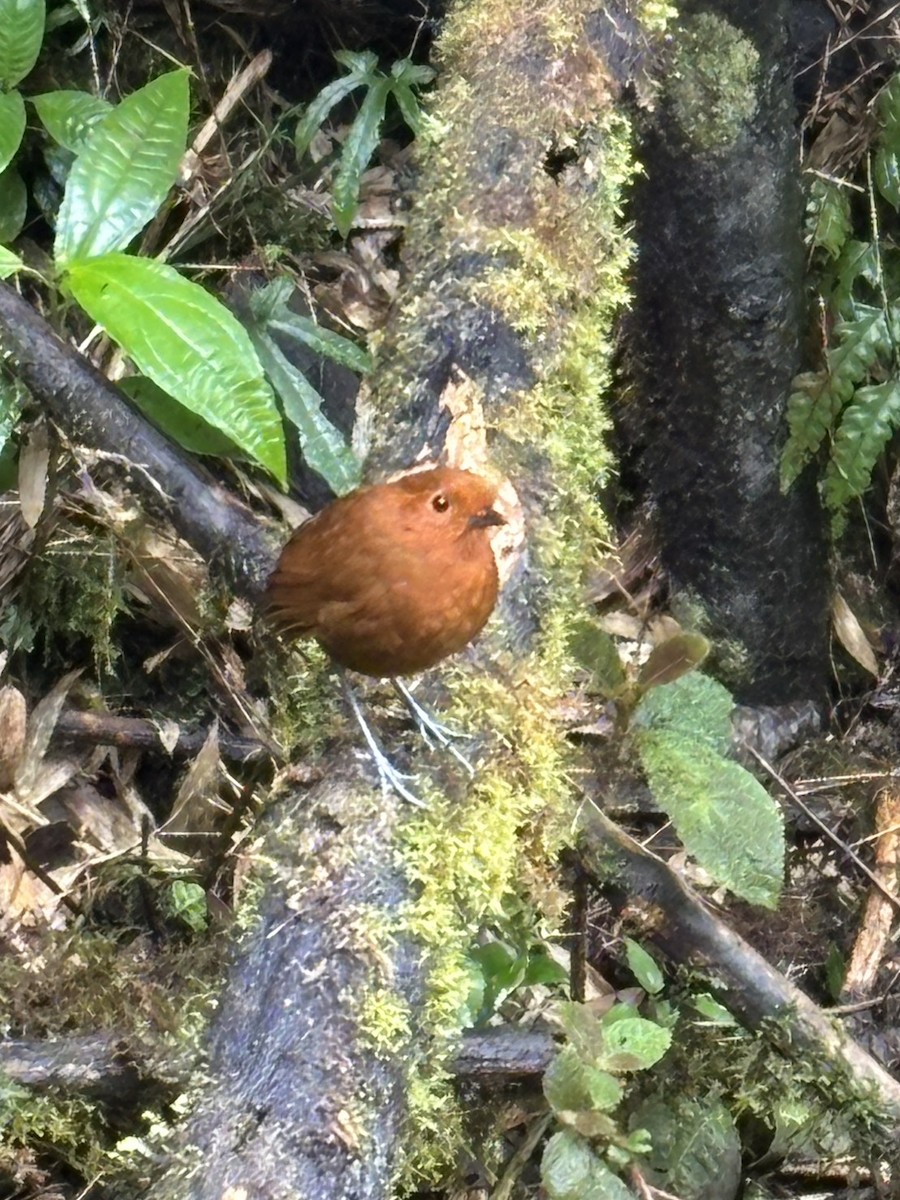 Chami Antpitta - ML645718041