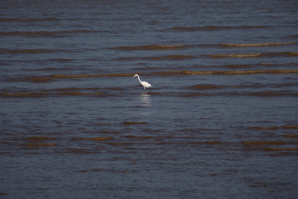 Great Egret - ML645718049