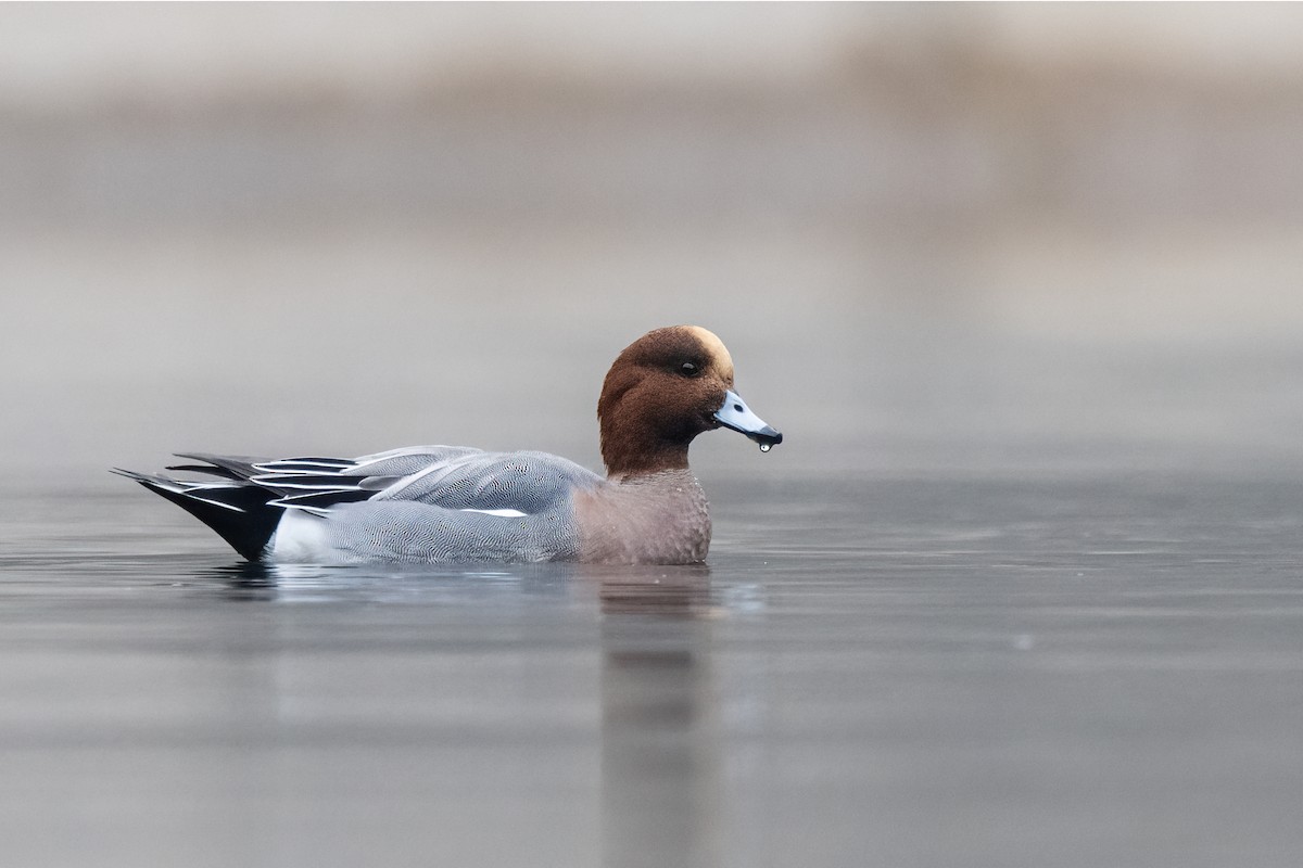 Eurasian Wigeon - ML645718051