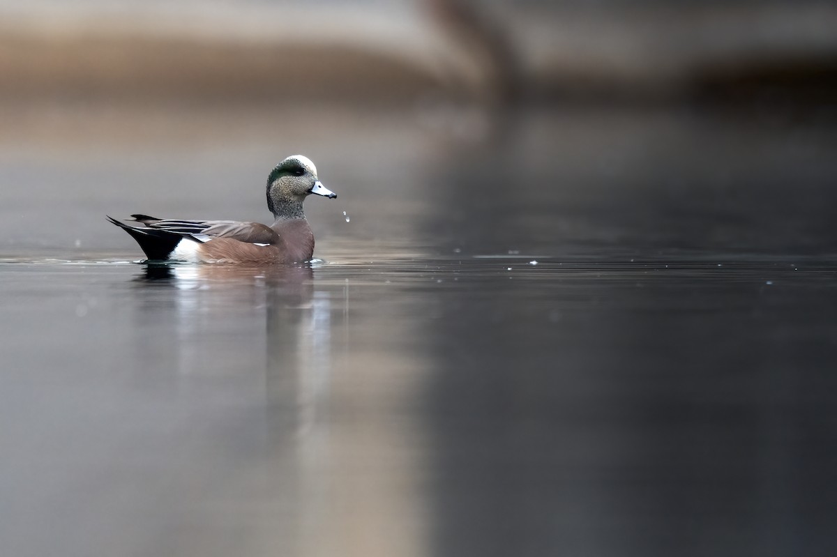 American Wigeon - ML645718066