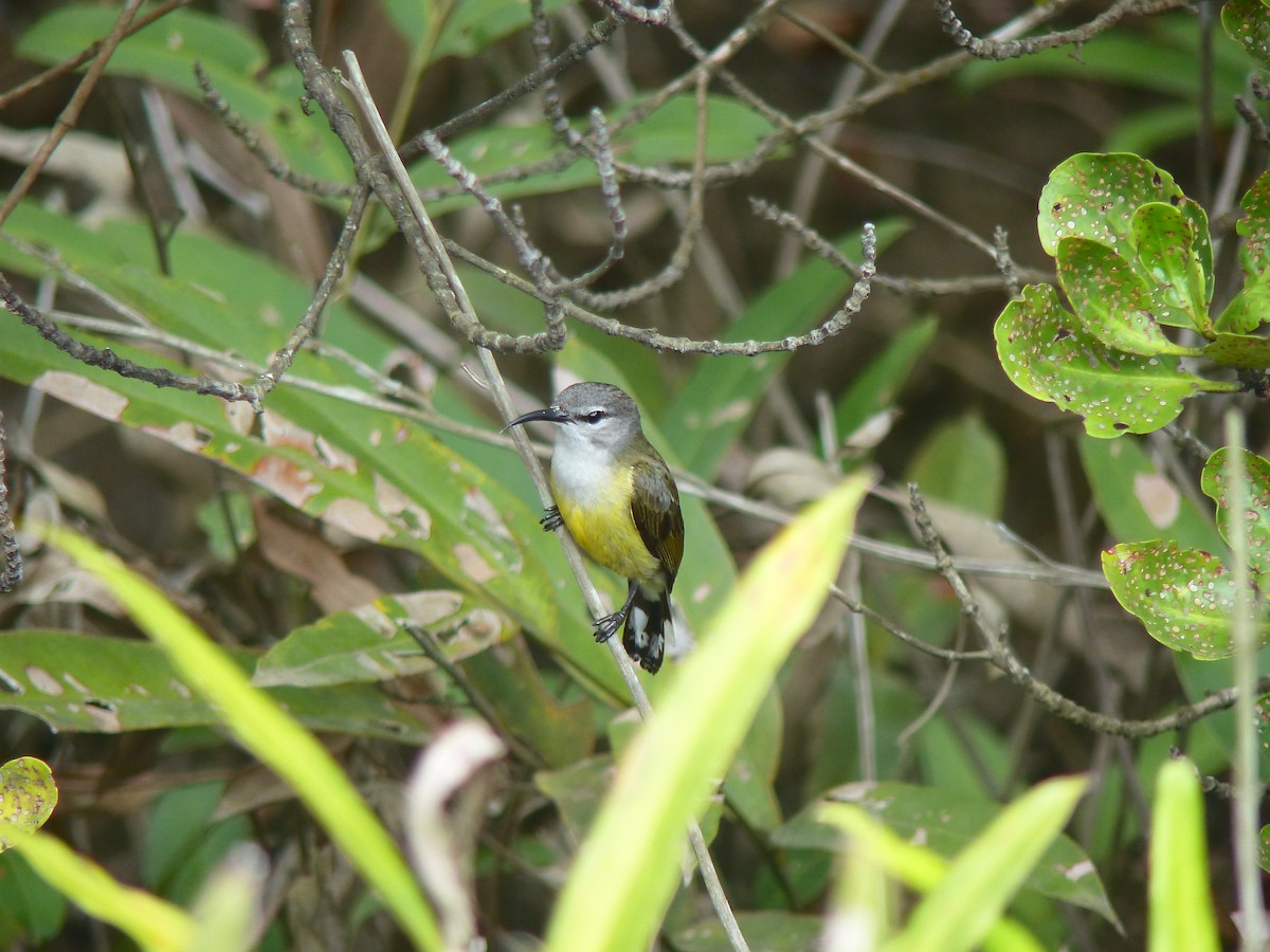 Copper-throated Sunbird - ML645718074