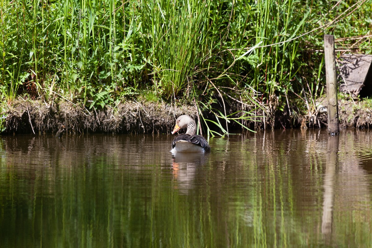 Graylag Goose - ML645718078