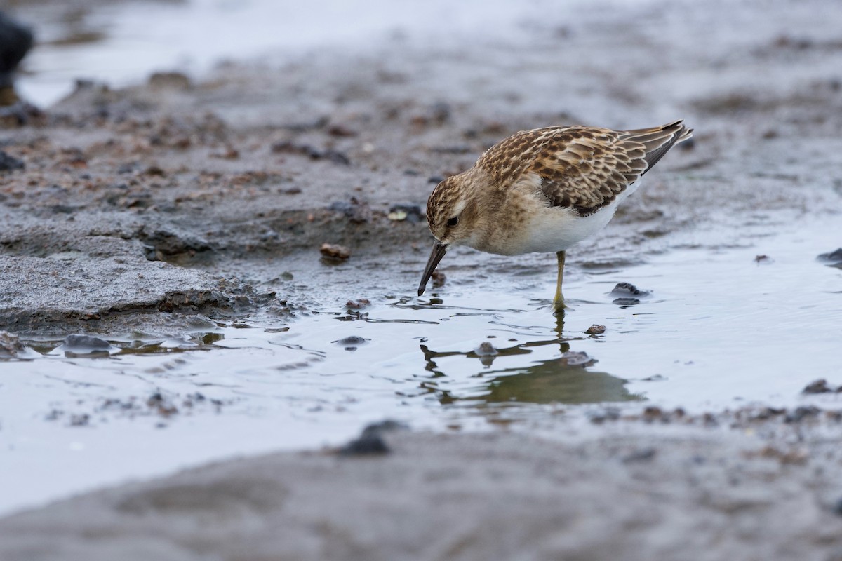 חופית זעירה - ML645718087