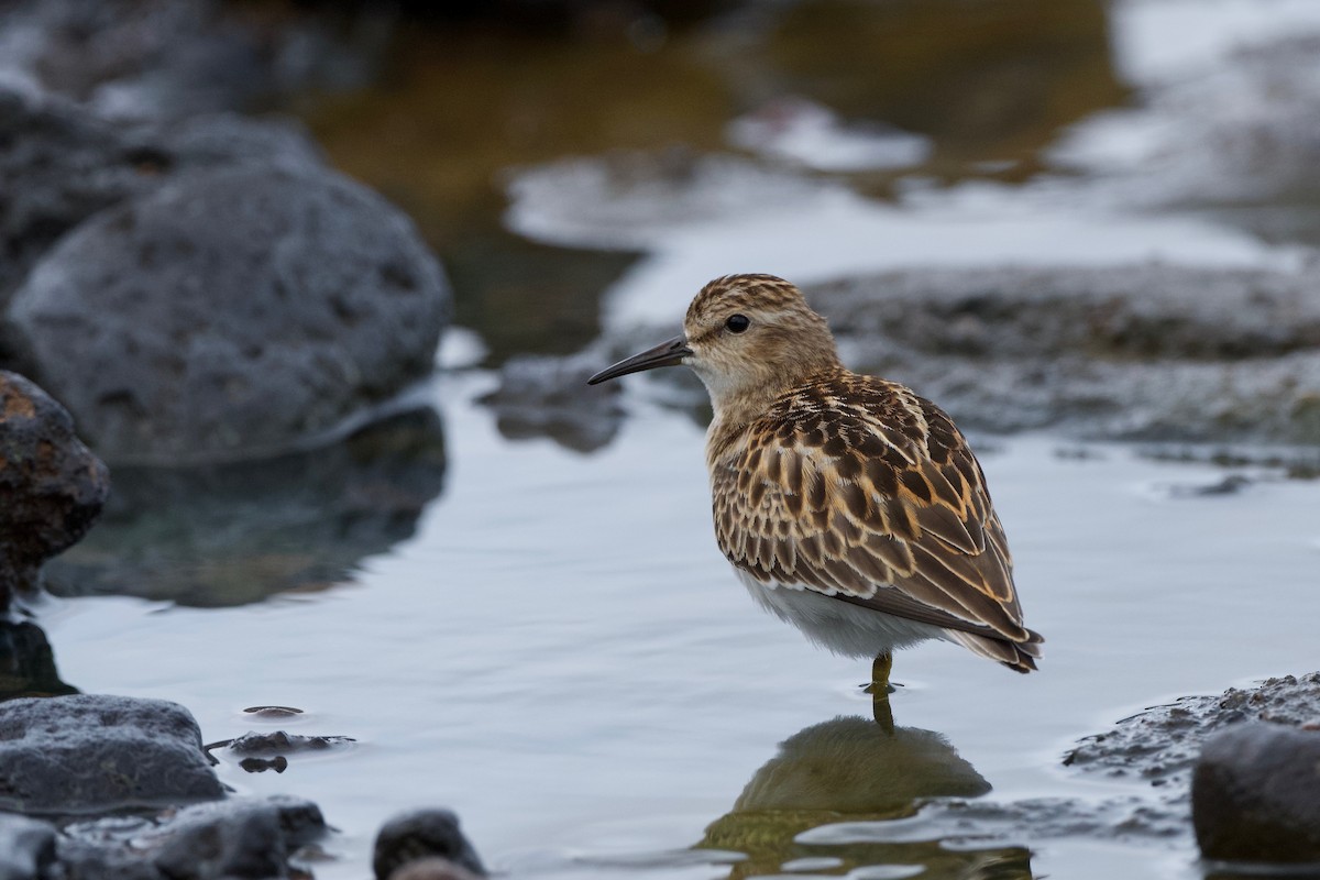 חופית זעירה - ML645718090