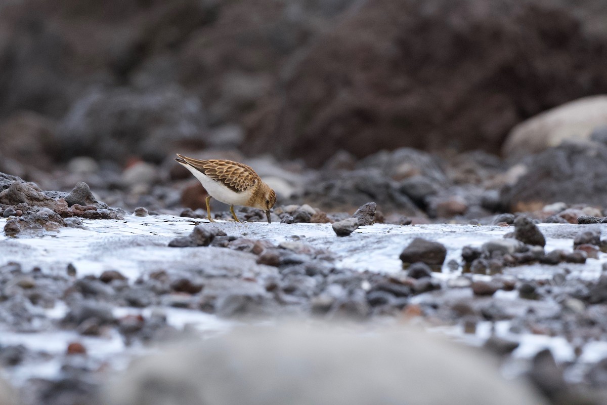 חופית זעירה - ML645718091