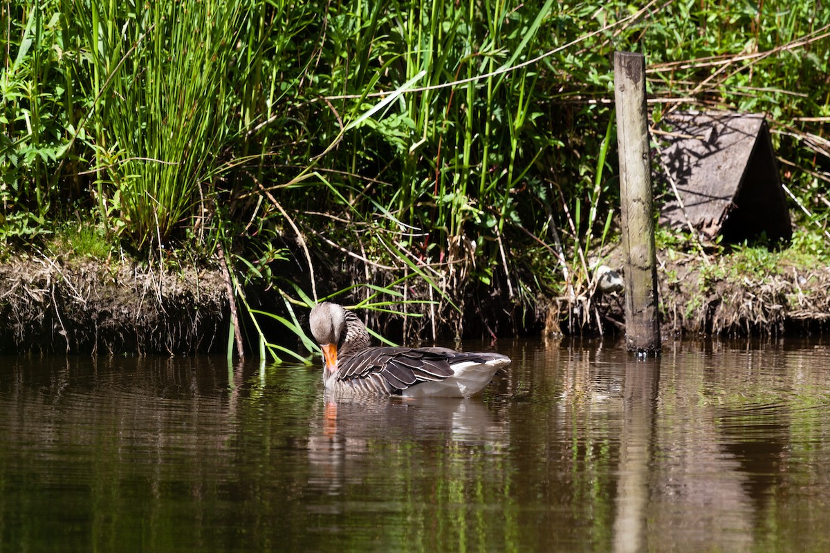 Graylag Goose - ML645718094