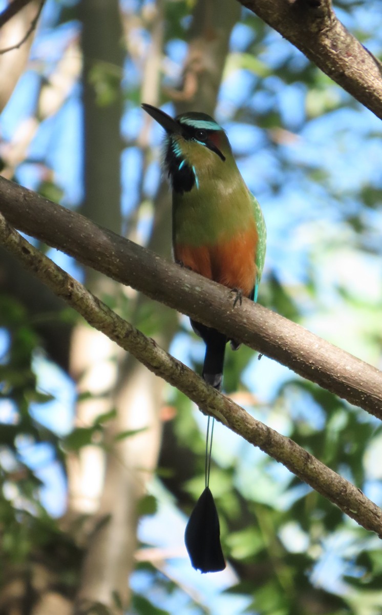 Момот рудочеревий - ML645718098