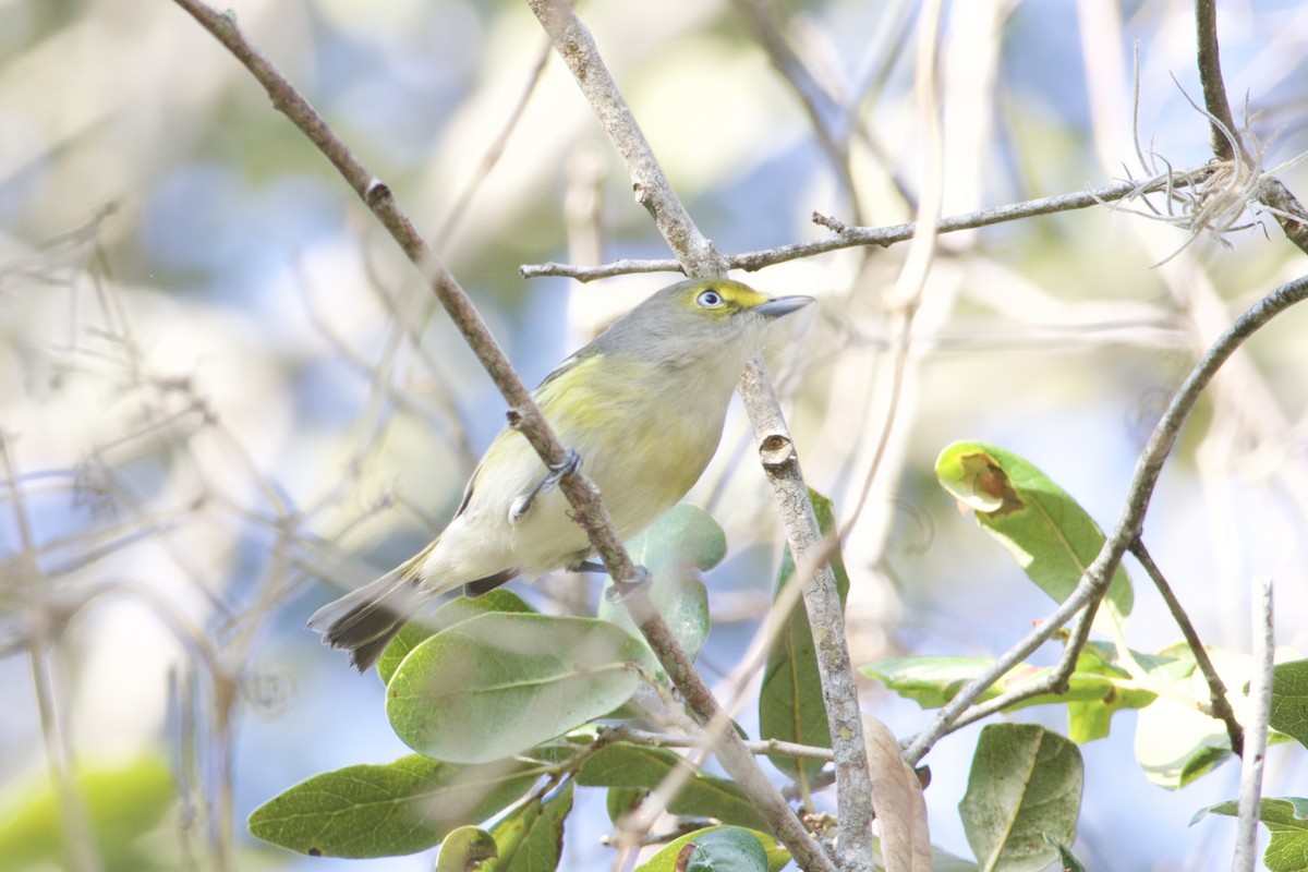 White-eyed Vireo - ML645718100