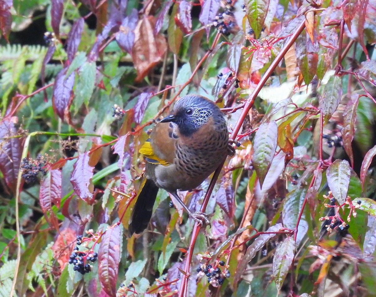Chestnut-crowned Laughingthrush - ML645718104
