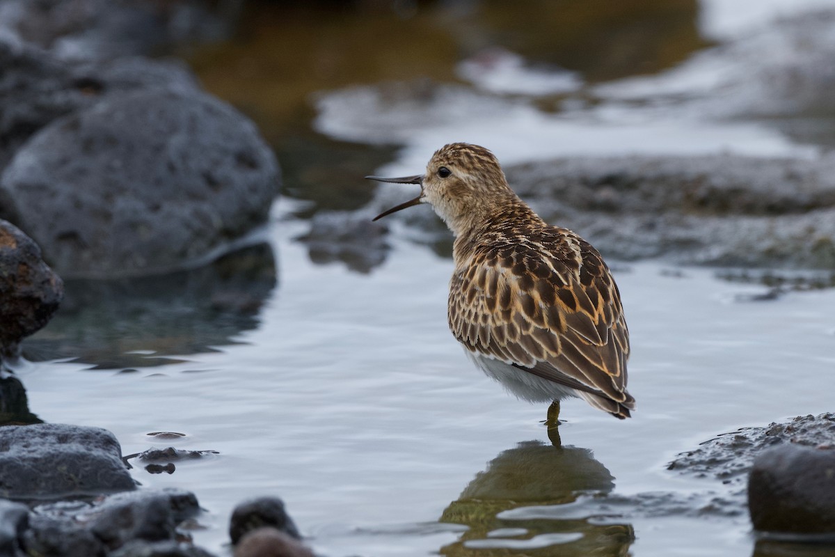 חופית זעירה - ML645718106