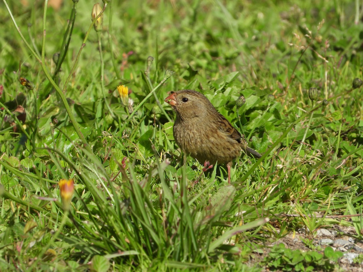 Plain-colored Seedeater - ML645718110