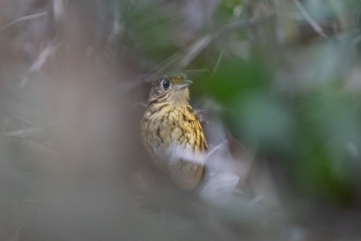 Amazonian Antpitta - ML645718111